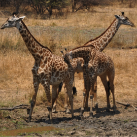 Saving Endangered Species: Behind the Scenes at CITES CoP18